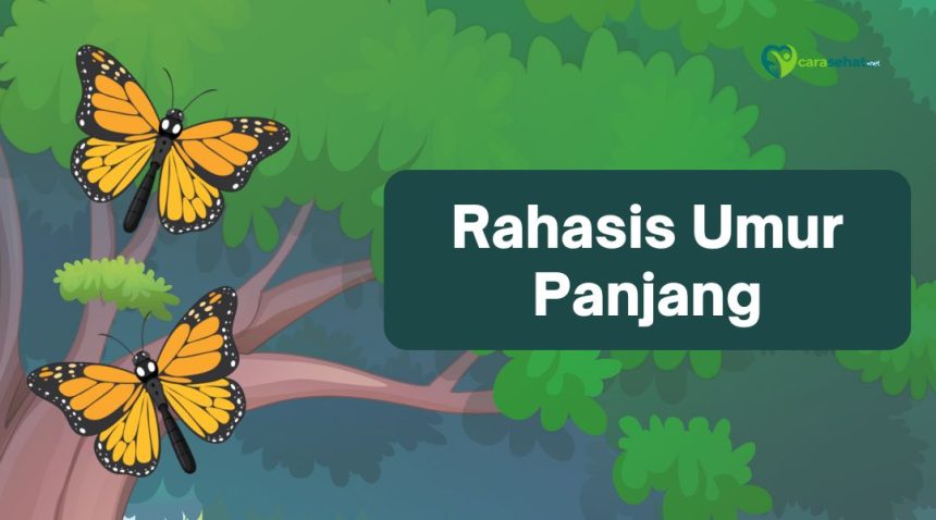 rahasia umur panjang