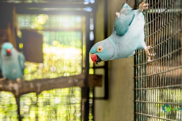 cara sehat rawat burung