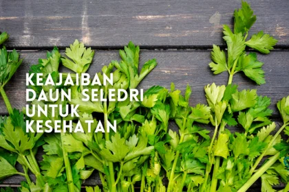 manfaat daun seledri