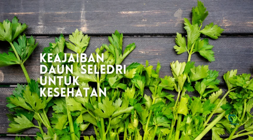 manfaat daun seledri